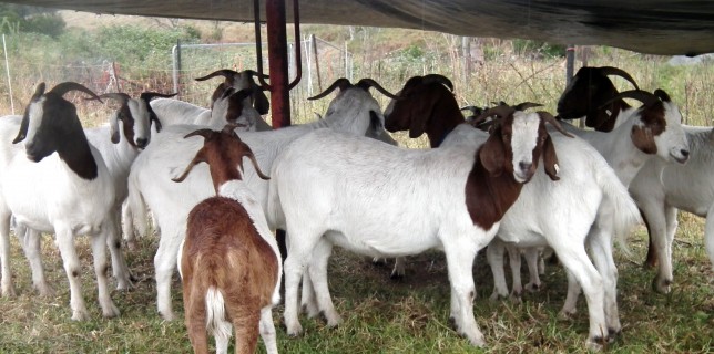 We provide a simple shelter for the goats to protect them from wet or very hot weather